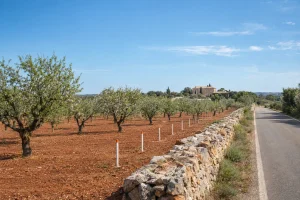 Campo de almendros en Campos con estacas de topógrafo que marcan el trazado de una obra pública: expropiar un terreno