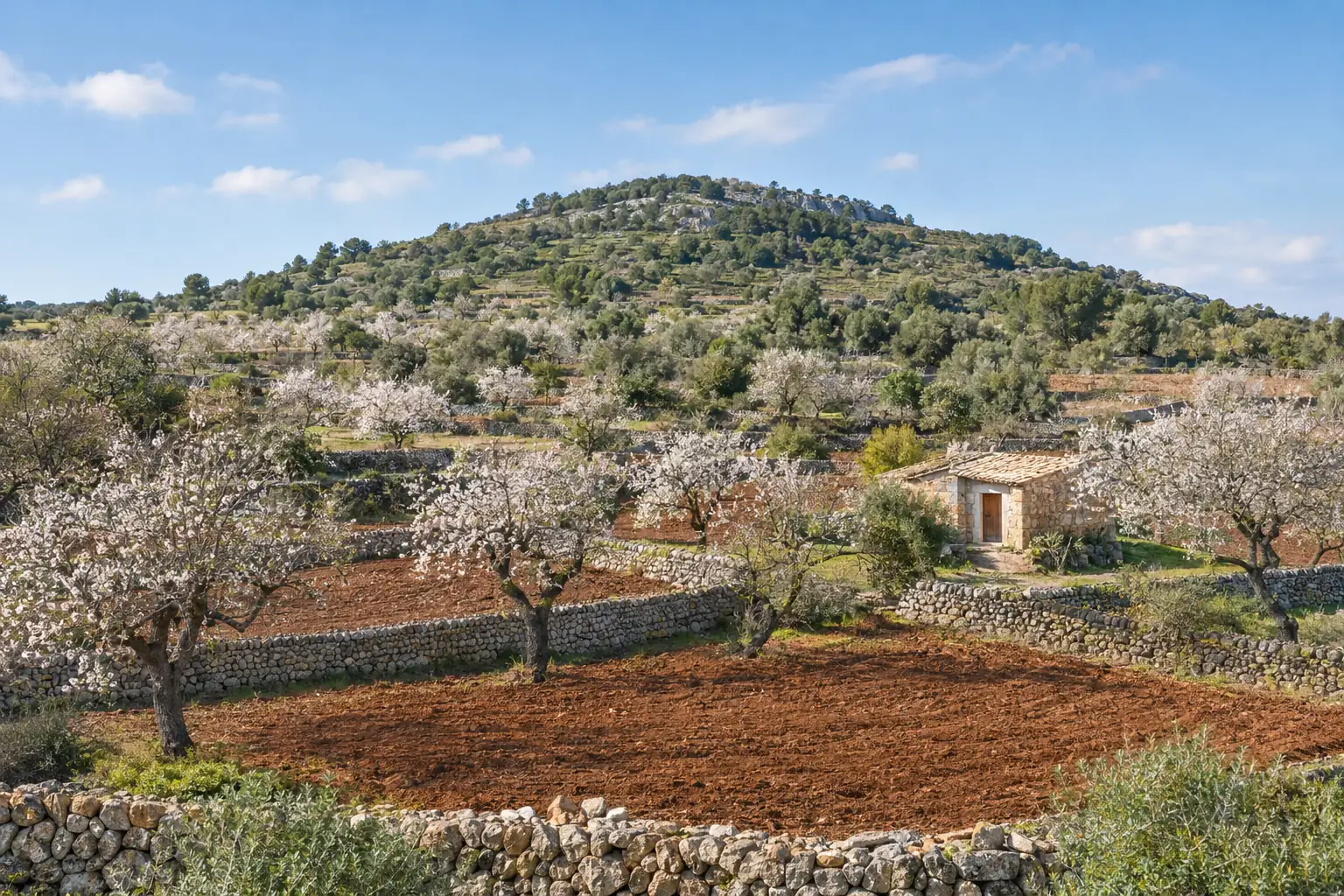 Lee más sobre el artículo Legítima de un Hijo en Mallorca y Menorca. Notas básicas.